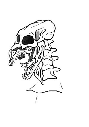 Zcohcuixodl facial anatomy Zcohcuixodl facial anatomy